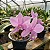 Orquídea Cattleya Nobilior Diplomata x 3 Amigos - Imagem 1