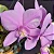 Orquídea Cattleya Nobilior Diplomata x 3 Amigos - Imagem 2