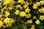 Jasmim Amarelo - Jasminum mesnyi (Muda Maior) - Imagem 3