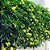 Jasmim Amarelo - Jasminum mesnyi (Muda Maior) - Imagem 1