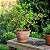 Acerola - Malpighia punicifolia L. - Imagem 2