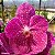Vanda Pat Delight - Imagem 5