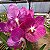 Vanda Pat Delight - Imagem 4