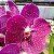Vanda Pat Delight - Imagem 1
