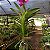 Vanda Pat Delight - Imagem 2