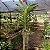 Vanda Pat Delight - Imagem 3