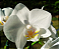 Phalaenopsis Amabilis - Imagem 4