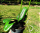 Phalaenopsis Amabilis - Imagem 3