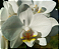 Phalaenopsis Amabilis - Imagem 1