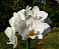 Phalaenopsis Amabilis - Imagem 5