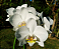 Phalaenopsis Amabilis - Imagem 2