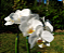 Phalaenopsis Amabilis - Imagem 6