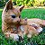 Gato em Resina - Imagem 4