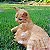 Gato em Resina - Imagem 8