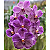 Vanda Pure Wax Blue - Imagem 3