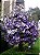 Manacá de Cheiro - Brunfelsia uniflora - Imagem 4