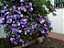 Manacá de Cheiro - Brunfelsia uniflora - Imagem 3