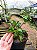 Manacá de Cheiro - Brunfelsia uniflora - Imagem 6