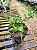 Manacá de Cheiro - Brunfelsia uniflora - Imagem 7