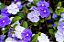 Manacá de Cheiro - Brunfelsia uniflora - Imagem 5
