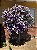 Manacá de Cheiro - Brunfelsia uniflora - Imagem 2
