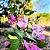 Primavera Manacá ou Mary Palmer - Bougainvillea - Imagem 2