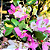 Primavera Manacá ou Mary Palmer - Bougainvillea - Imagem 7