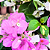 Primavera Manacá ou Mary Palmer - Bougainvillea - Imagem 8