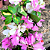 Primavera Manacá ou Mary Palmer - Bougainvillea - Imagem 10