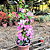 Primavera Manacá ou Mary Palmer - Bougainvillea - Imagem 3
