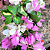Primavera Manacá ou Mary Palmer - Bougainvillea - Imagem 5