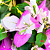 Primavera Manacá ou Mary Palmer - Bougainvillea - Imagem 6