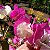 Primavera Manacá ou Mary Palmer - Bougainvillea - Imagem 3