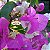 Primavera Manacá ou Mary Palmer - Bougainvillea - Imagem 7
