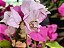Primavera Manacá ou Mary Palmer - Bougainvillea - Imagem 5