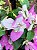Primavera Manacá ou Mary Palmer - Bougainvillea - Imagem 13