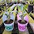 Rosa do Deserto Baby (Baby Plant) Cores Variadas - Imagem 2