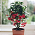 Ardisia  - Ardisia crenata - Imagem 3