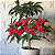 Ardisia  - Ardisia crenata - Imagem 5