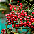 Ardisia  - Ardisia crenata - Imagem 2