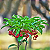 Ardisia  - Ardisia crenata - Imagem 4