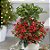 Ardisia  - Ardisia crenata - Imagem 7