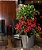 Ardisia  - Ardisia crenata - Imagem 8