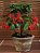 Ardisia  - Ardisia crenata - Imagem 1