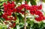 Ardisia  - Ardisia crenata - Imagem 10