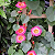 Ipomeia Africana - Stictocardia macalusoi - Imagem 4