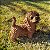 Poodle Marron em Resina (Cachorro) - Imagem 1