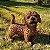 Poodle Marron em Resina (Cachorro) - Imagem 2