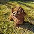 Poodle Marron em Resina (Cachorro) - Imagem 4