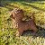 Poodle Marron em Resina (Cachorro) - Imagem 5